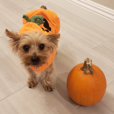 Las Vegas pumpkin carver's designs bring Halloween feel to Centennial Hills  Library — PHOTOS